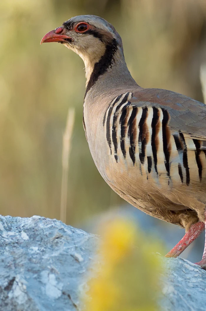 Alectoris graeca